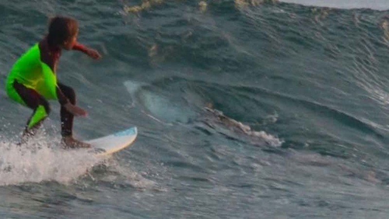 Большая акула в волнах рядом с 10-летним серфером