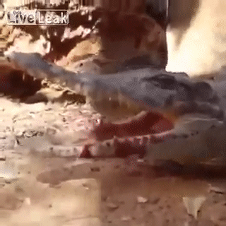 Глупая курица