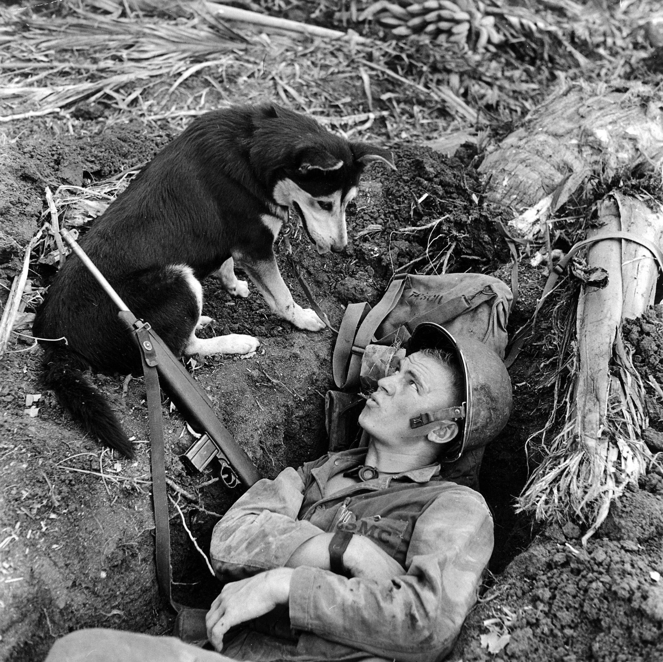 Разведчики собаки в Великой Отечественной войне