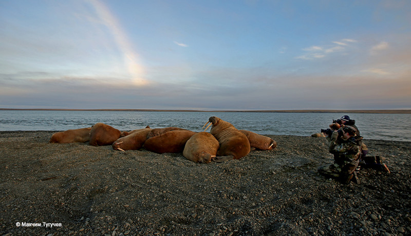 Восточное побережье Таймыра. Встреча с моржами