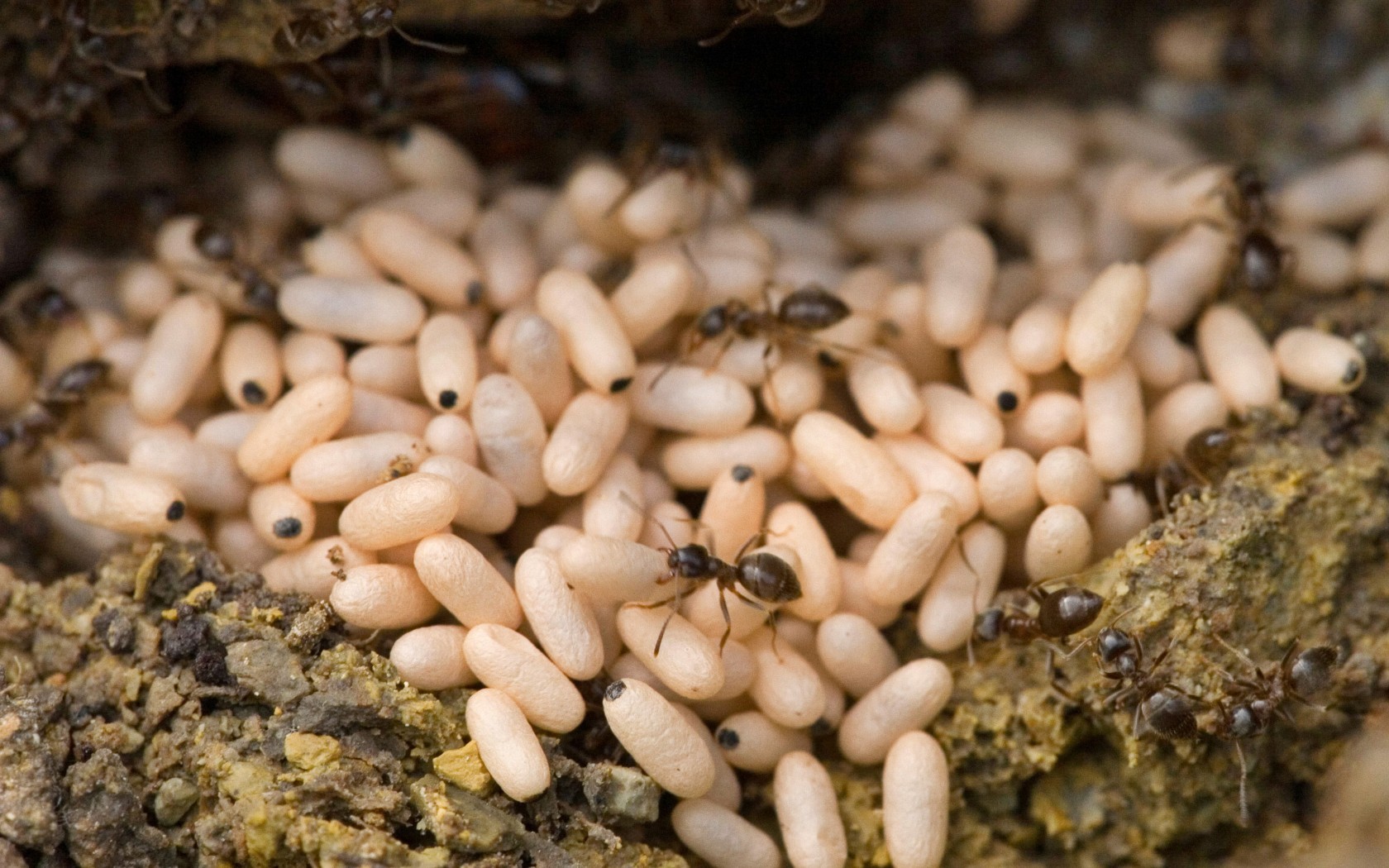 Откладывают большое количество яиц. Яйца муравьев эскамолес. Яйца личинки куколки муравьев. Муравьи яйца личинки куколки. Муравьиные яйца (яйца муравьёв).