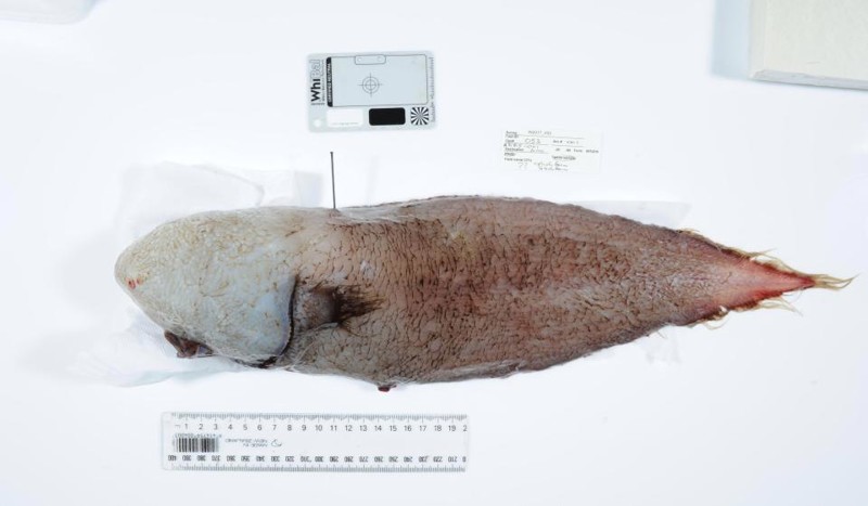 Около Австралии поймали считавшуюся вымершей рыбу без лица