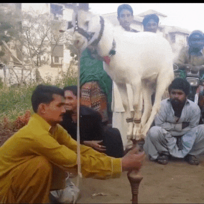 На что способен обычный козел