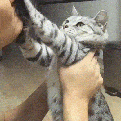 Ярый противник поцелуев