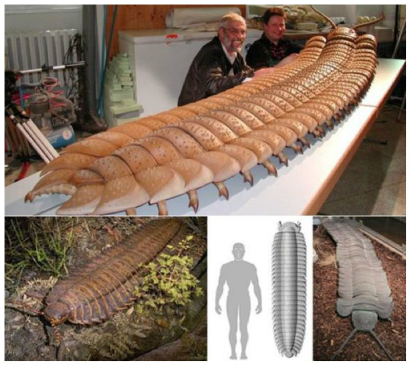 Arthropleura -  родоначальник многоножек. Достигал в длину более 2,5 метров. Это самые большие беспозвоночные животные из когда-либо найденных.