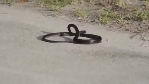 Ползут две змеи