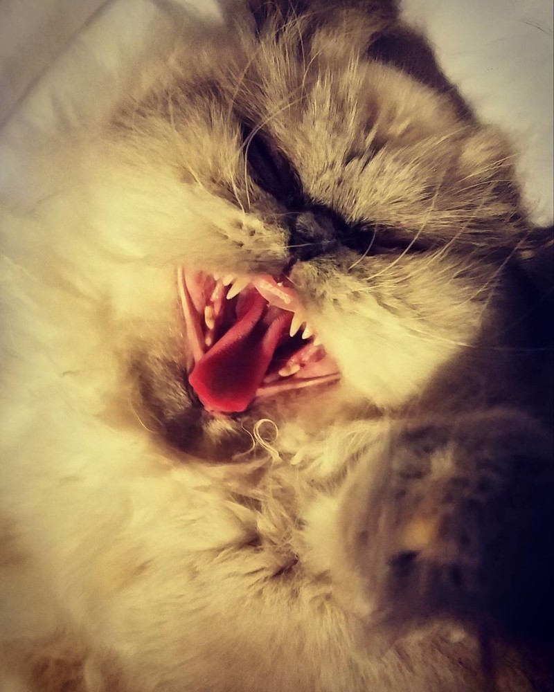 Коты смешно зевают