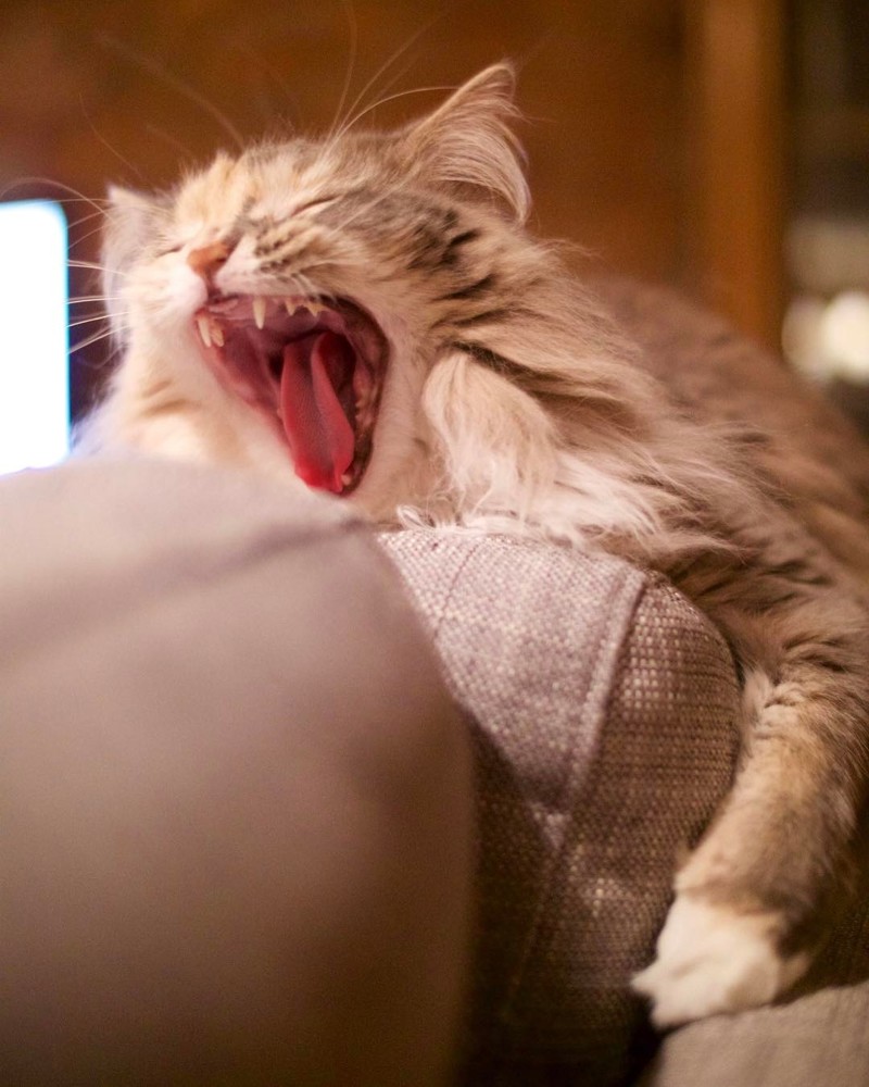 Кот зевает
