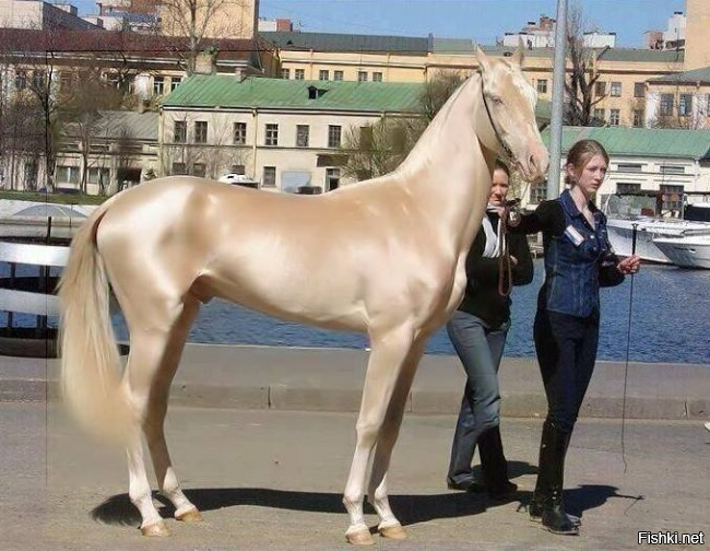 королева красоты в мире скакунов — ахалтекинская лошадь