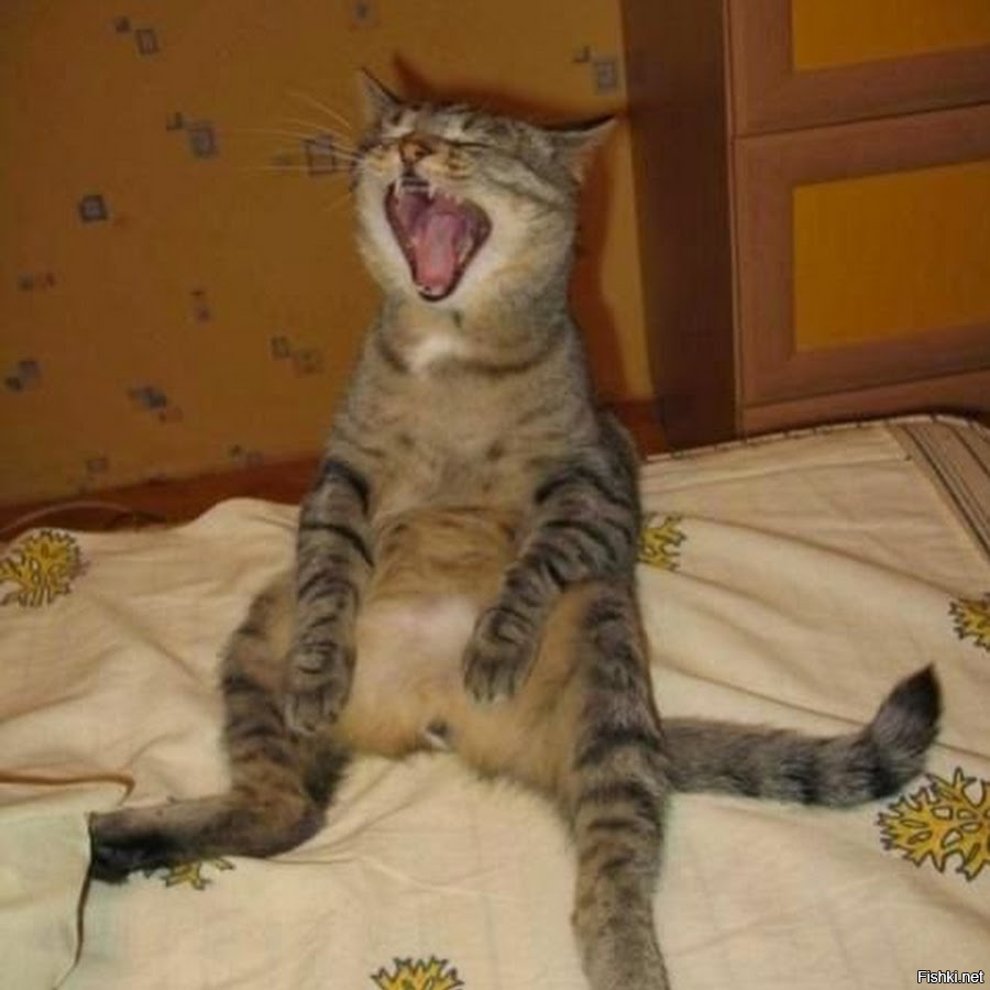 Кошек смешные до слез с надписями