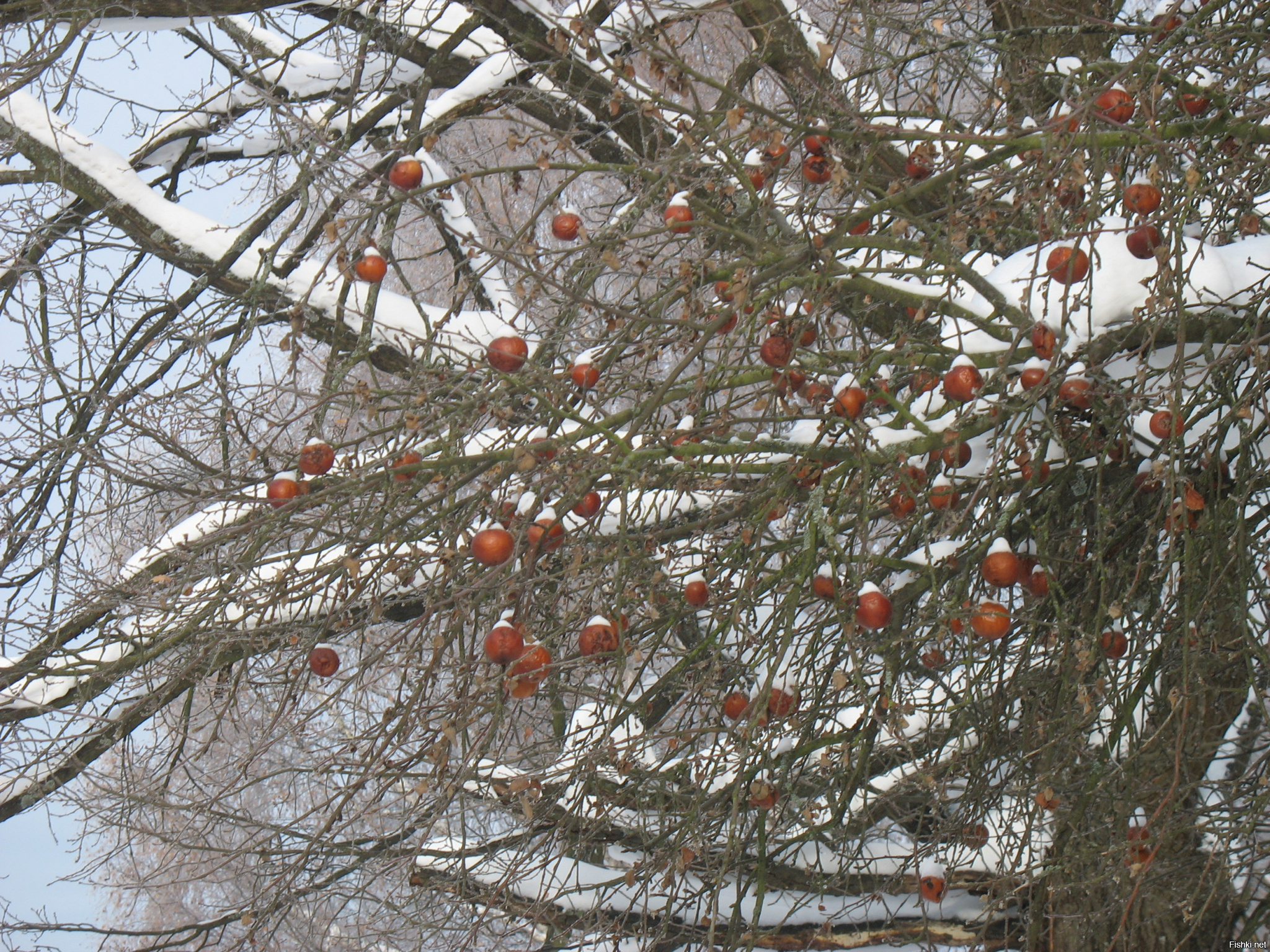 Яблоки на снегу