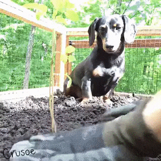 Помощник в огороде