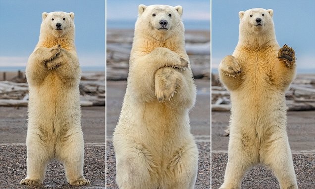 Белый медведь станцевал для туристов на Аляске
