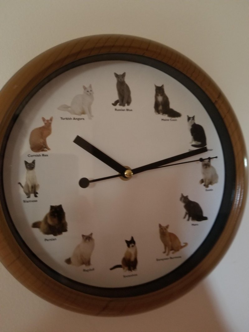 Кошачьи часы 