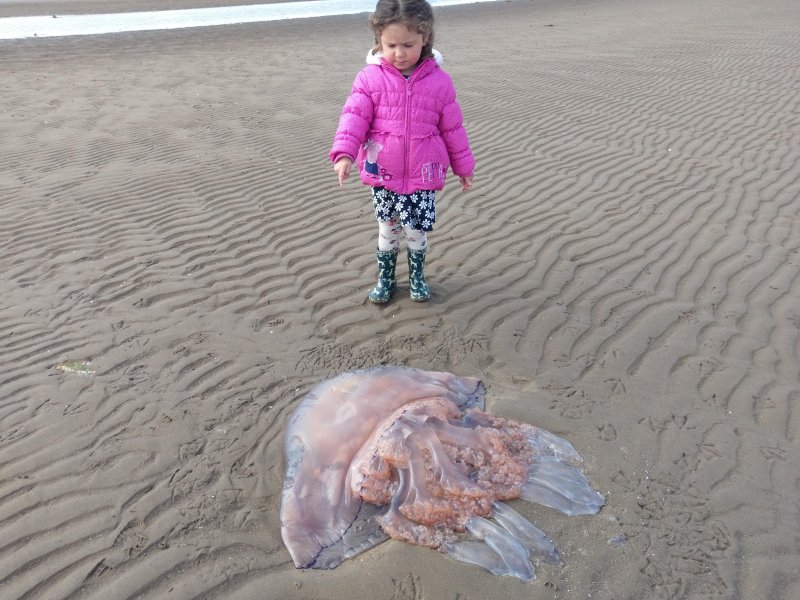 Медуза на побережье 