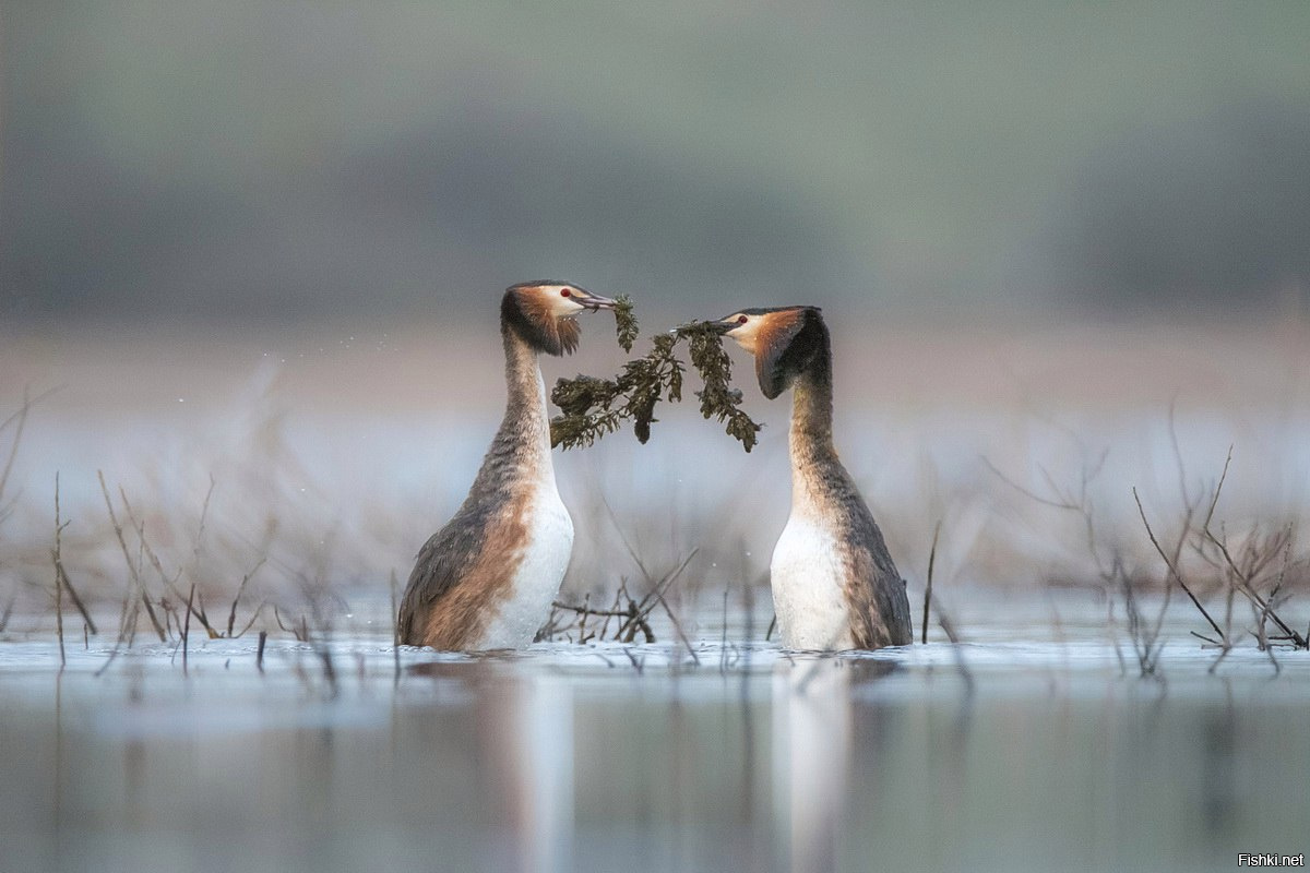 Самые невероятные мгновения National Geographic