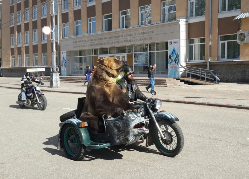 По улицам Сыктывкара в коляске мотоцикла разъезжал медведь