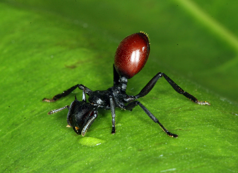 4. Myrmeconema neotropicum