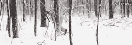 Охотник или жертва?