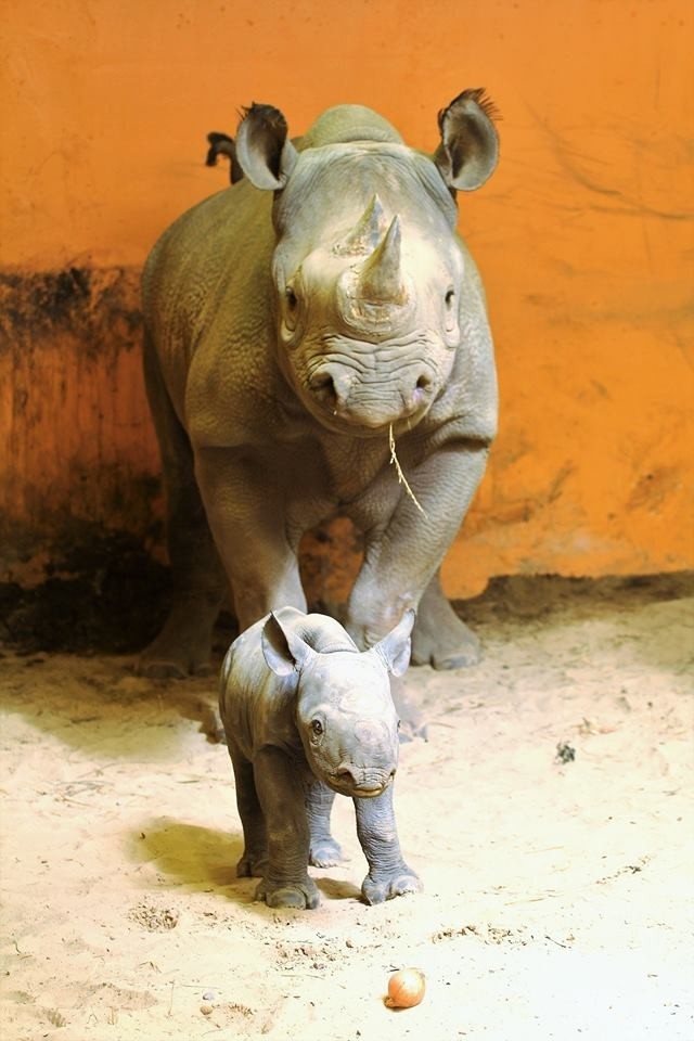 Носорог и детеныш носорога. Носорог рожает человека. 1969 - В зоопарке Ирландии впервые в неволе родился детеныш носорога.. Сколько детёнышей носорога родилось в 2002 году. Сколько детенышей носорога родилось в 2001 году