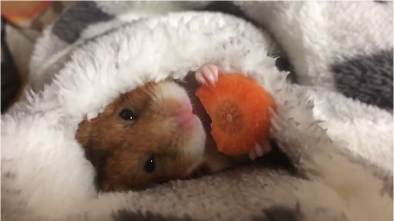 Умилительный японский хомяк, поедающий морковку перед сном, взорвал Интернет (1 фото + 3 видео)