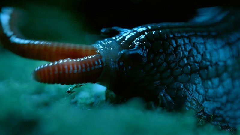 Фильм ужасов в мире животных: плотоядная улитка заглатывает большого дождевого червя
