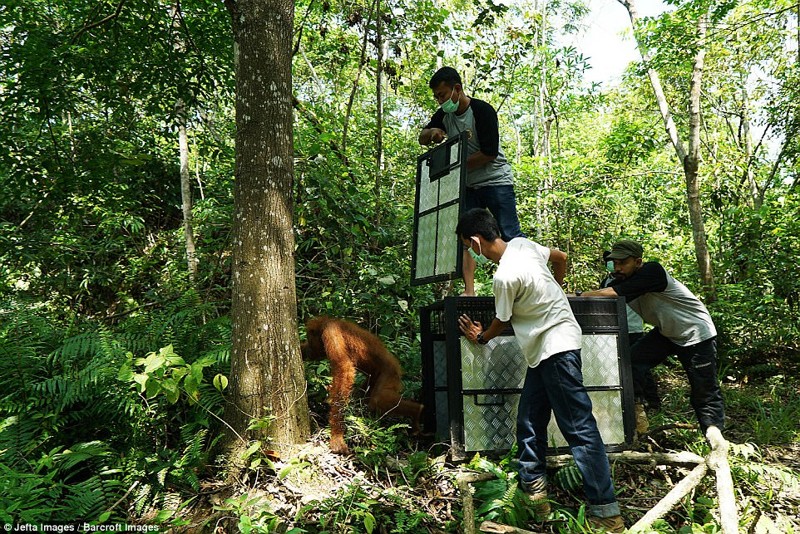 Пальмовые плантации  наступают: орангутанам пришлось искать новый дом