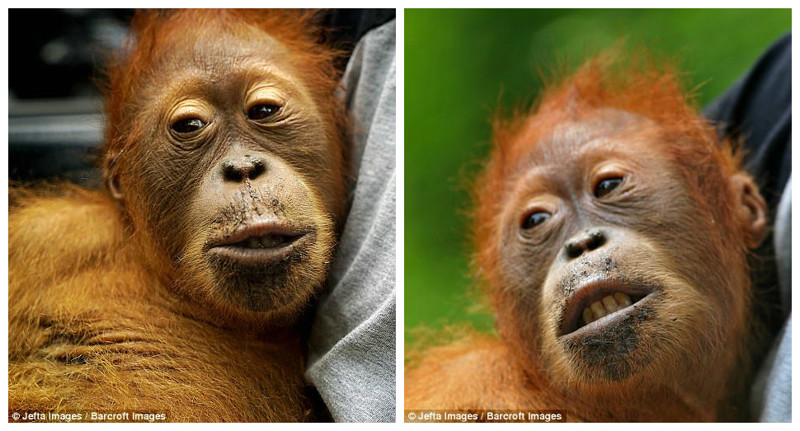 Пальмовые плантации  наступают: орангутанам пришлось искать новый дом
