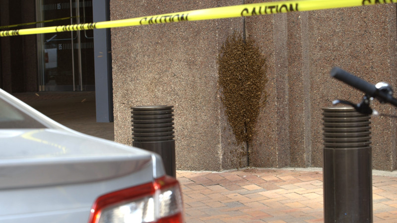Небоскреб в Нью-Йорке закрыли из-за того, что 20 тысяч пчел устроили в нем улей