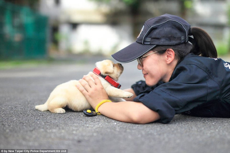 Полиция Тайваня взяла на службу самых милых четвероногих сотрудников в мире