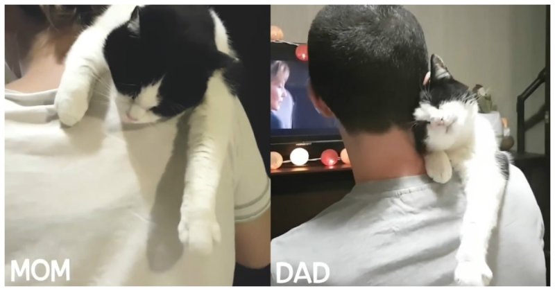Такое разное проявление любви котика к маме и папе