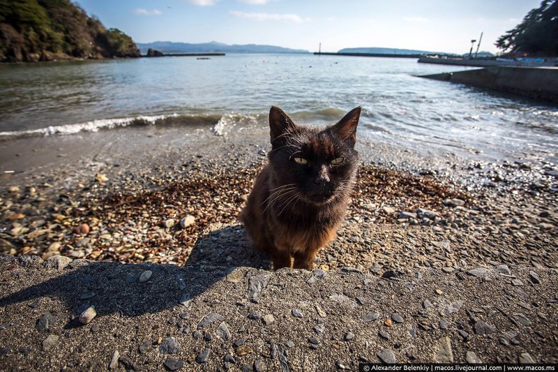 Кот здесь власть или большая прогулка по Острову котов