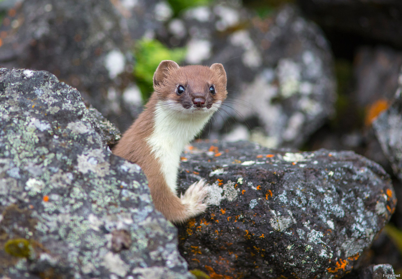 Горностай фото. Семейство куньих горностай. Горностай (Mustela erminea). Горностай и Соболь. Сибирский горностай.