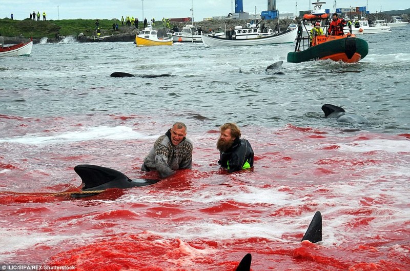 Побережье Дании снова окрасилось в красное во время ежегодного убийства дельфинов