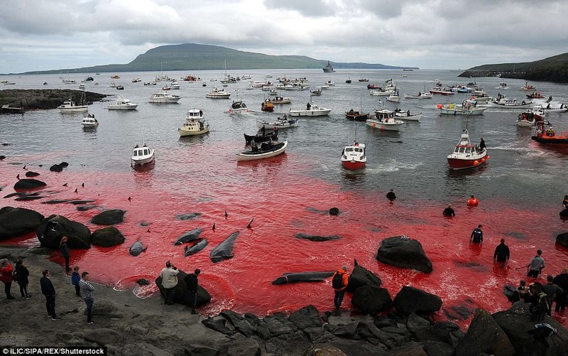 Побережье Дании снова окрасилось в красное во время ежегодного убийства дельфинов