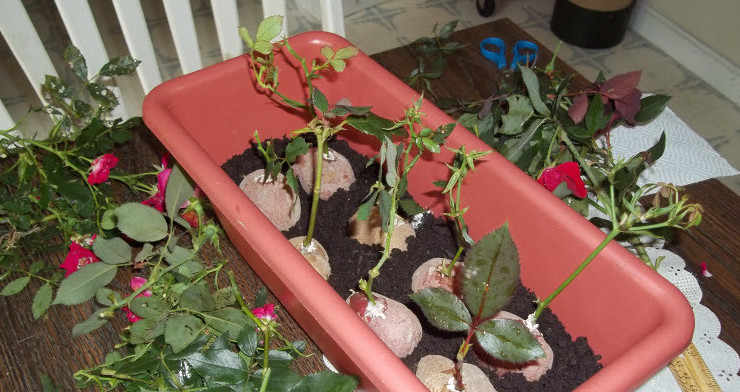 Дачникам на заметку: удивительный и простой способ вырастить розу в картошке