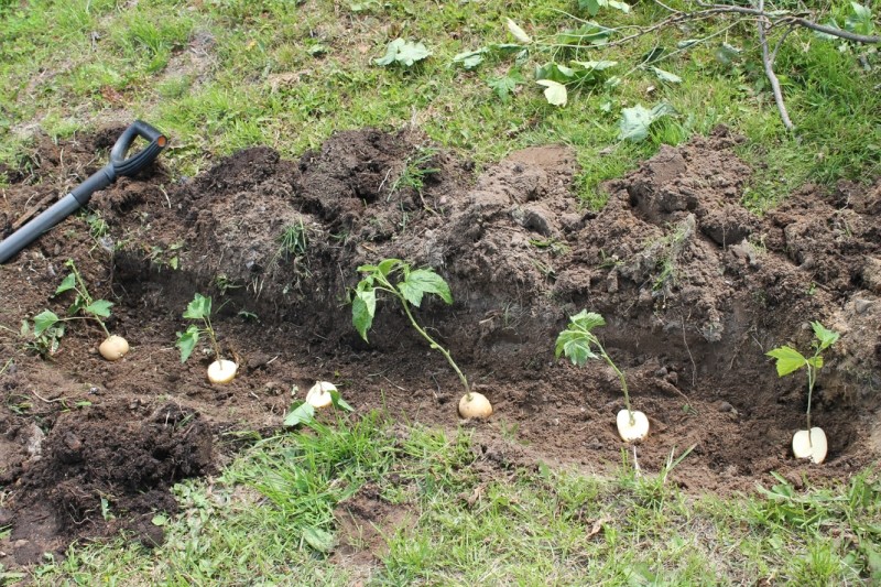 Выращивание черенков в открытом грунте