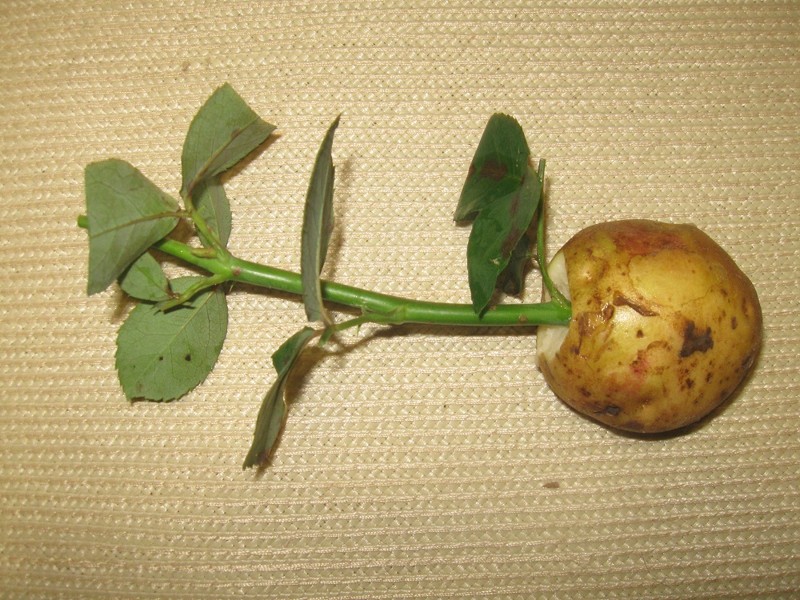 Дачникам на заметку: удивительный и простой способ вырастить розу в картошке