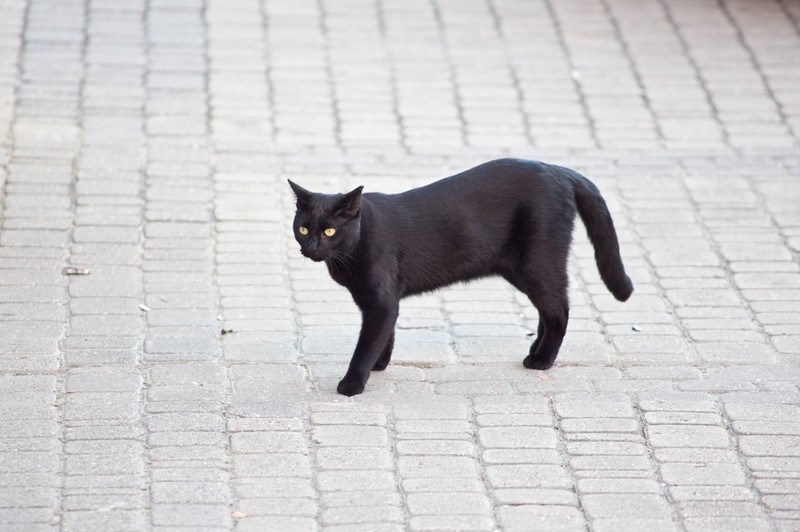 Если черная кошка перешла дорогу - это к беде