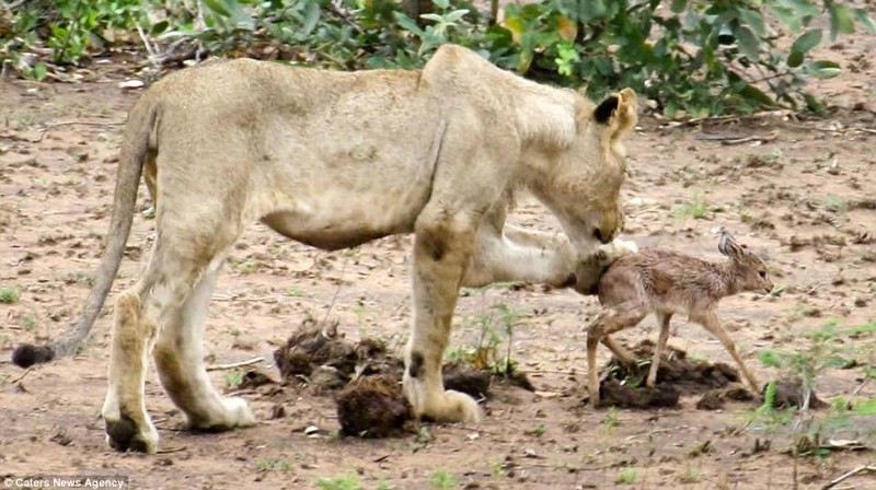 Захватывающее видео: лев заботится о детеныше антилопы
