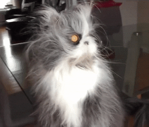 Суровый кот