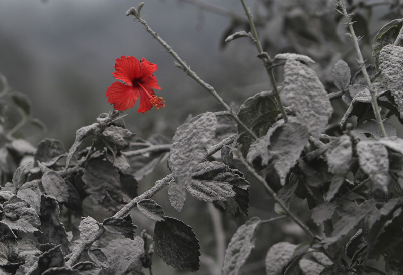 Цветок после извержения вулкана
