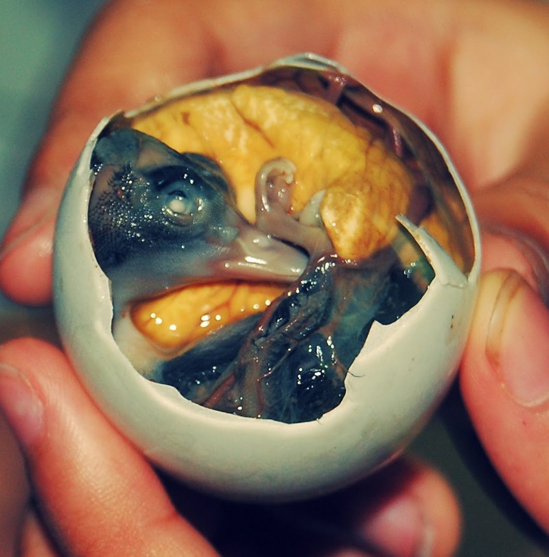 Эмбрион утки в яйце (Филиппины)