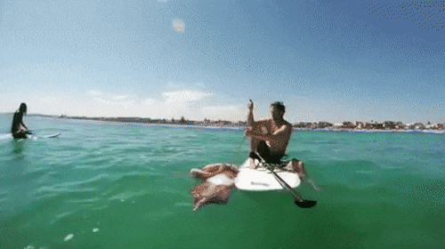 Кальмар решил отобрать доску у серфенгиста