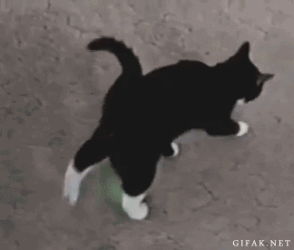 Танцующие котики гиф. Танцующий кот. Танцующий кот гиф. Танцующая кошка. Котик танцует гиф.
