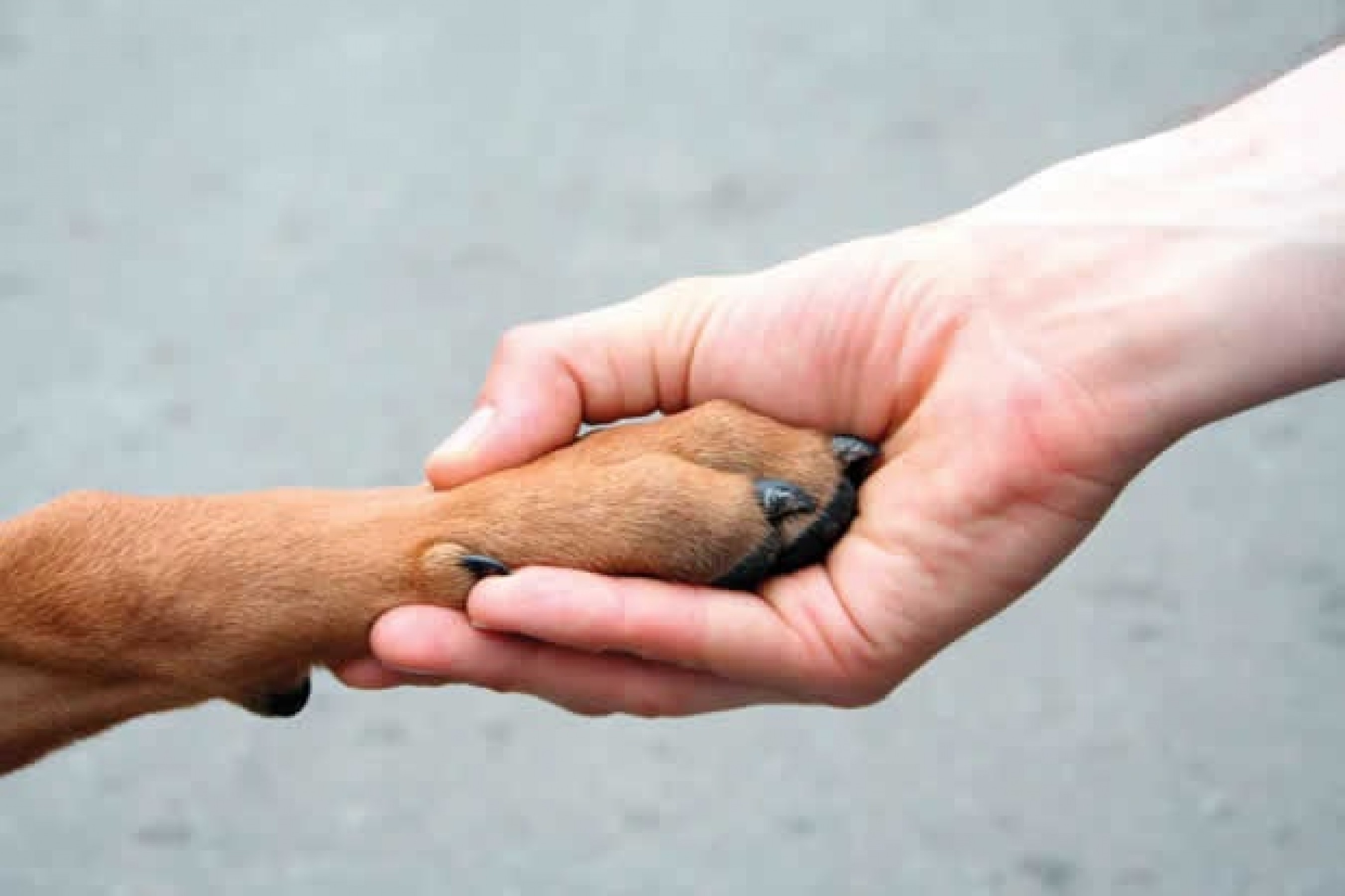 Спаси собаку можно. Помощь животным. Помощь бездомным животным. Благотворительность животным. Помогать животным.