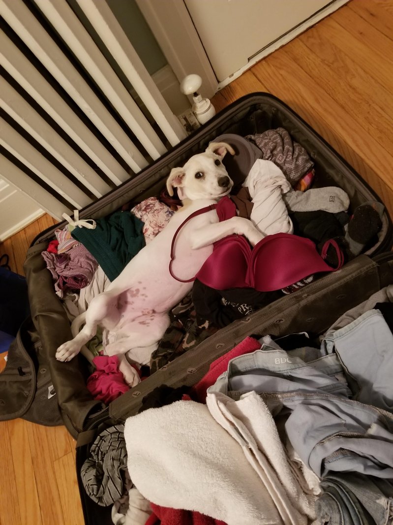 Нашла для себя местечко в чемодане 