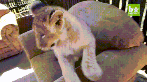 На выдре полежать милое дело