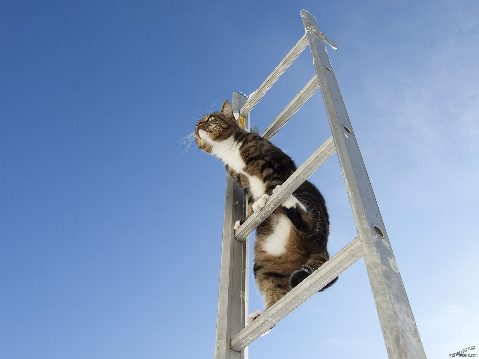 Кошка лезет. Коты на стремянке. Лестница для кота. Котики на лестнице. Высота кота.