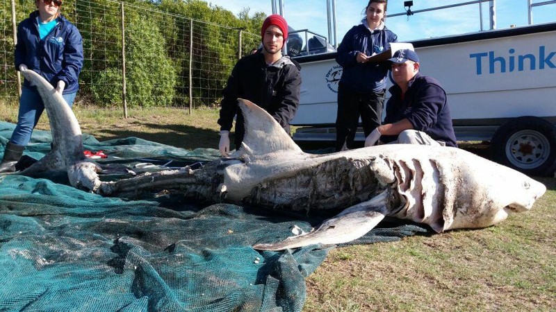 Большим белым акулам у побережья ЮАР приходится несладко